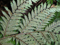 Dicksonia lanata
