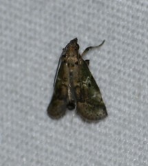 Cacotherapia flexilinealis