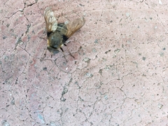 Diptera