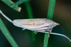 Prairiana