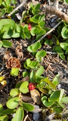 Gaultheria humifusa