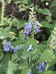 Salvia connivens