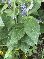 Salvia connivens