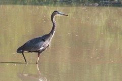 Ardea herodias