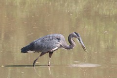 Ardea herodias