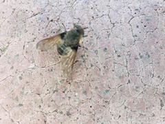 Diptera