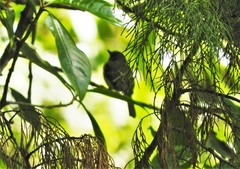 Phyllomyias cinereiceps