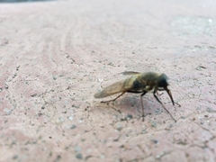Diptera