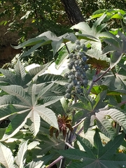Ricinus communis