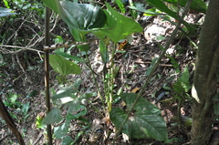 Anthurium sanctifidense