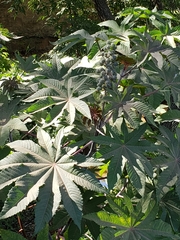Ricinus communis