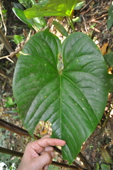Anthurium sanctifidense