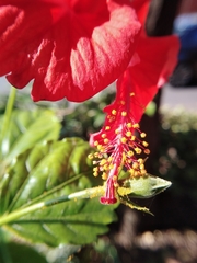 Hibiscus × archeri