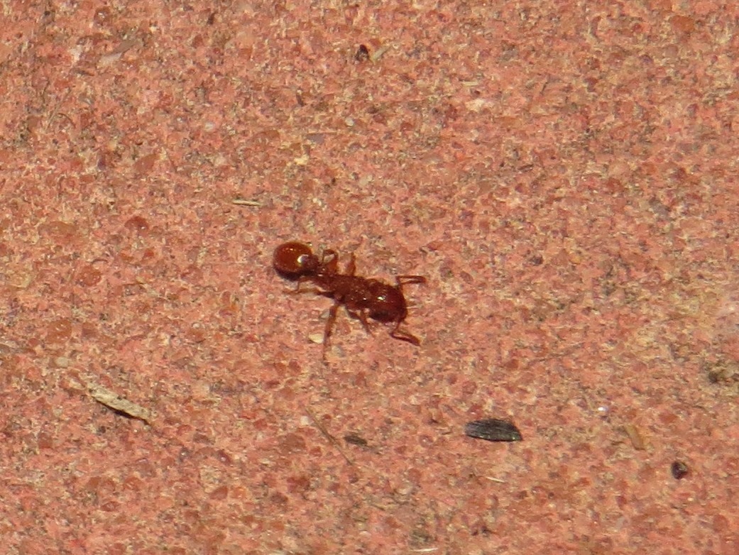 Tetramorium notiale
