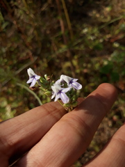 Lavandula bipinnata