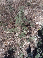 Indigofera lindheimeriana
