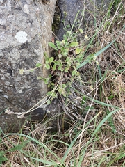 Myosotis lytteltonensis