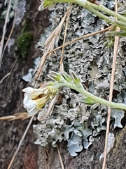 Myosotis lytteltonensis