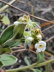 Myosotis lytteltonensis