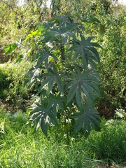 Ricinus communis