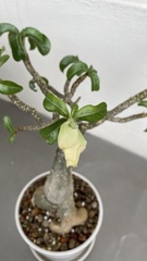 Adenium obesum