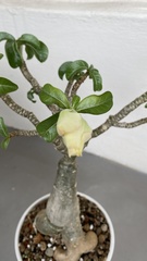 Adenium obesum