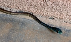 Philothamnus dorsalis