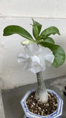 Adenium obesum