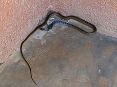 Philothamnus dorsalis