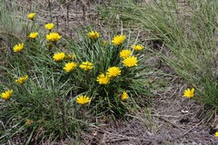 Gazania linearis linearis