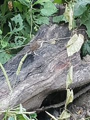 Campylorhynchus