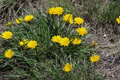 Gazania linearis linearis