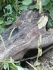 Campylorhynchus
