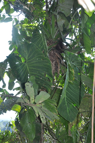 Philodendron gigas image