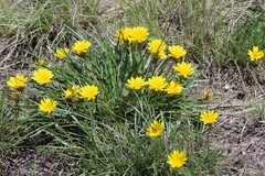Gazania linearis linearis