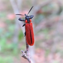 Rhinotia venusta