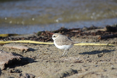 Charadrius nivosus