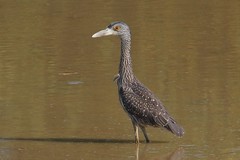Nyctanassa violacea