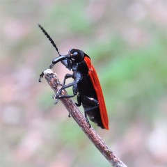 Rhinotia venusta