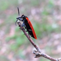 Rhinotia venusta