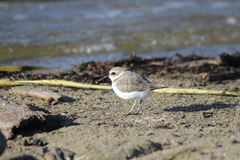 Charadrius nivosus