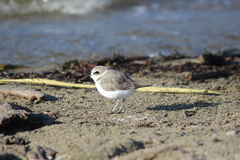 Charadrius nivosus
