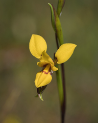 Diuris brevifolia