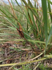 Iris lactea biglumis