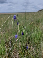 Adenophora stenanthina