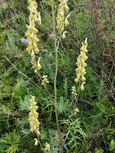 slenderleaf monkshood