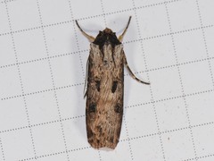 Agrotis malefida