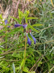 Scutellaria scordifolia