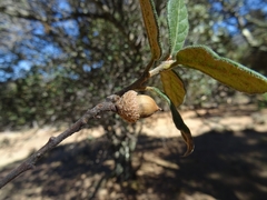 Quercus miquihuanensis
