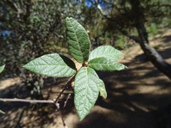 Quercus miquihuanensis